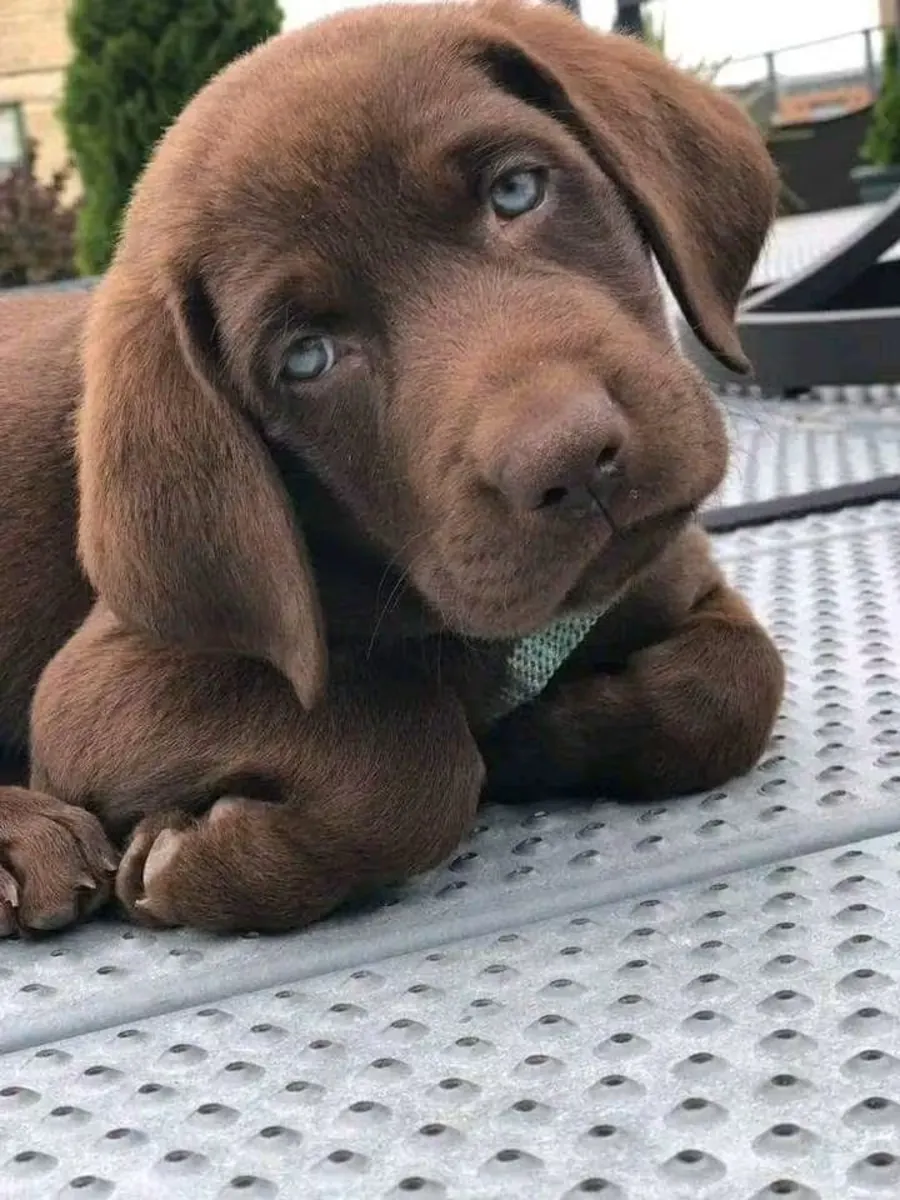 Labrador Retriever