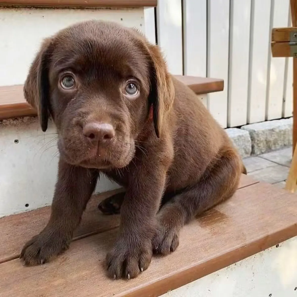 Labrador Retriever