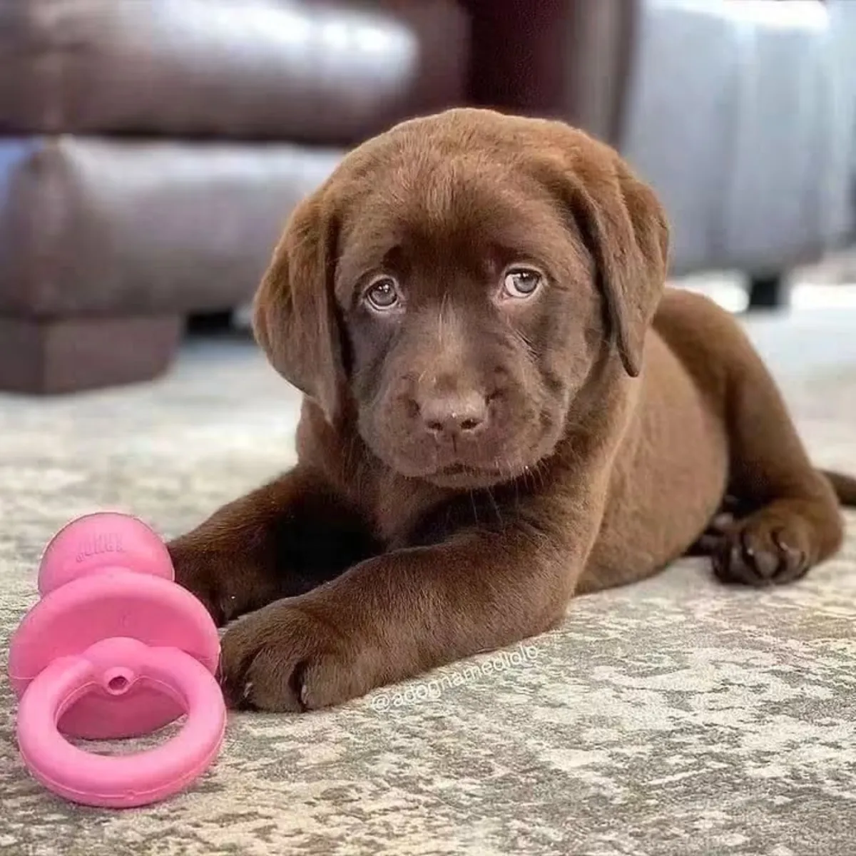 Labrador Retriever