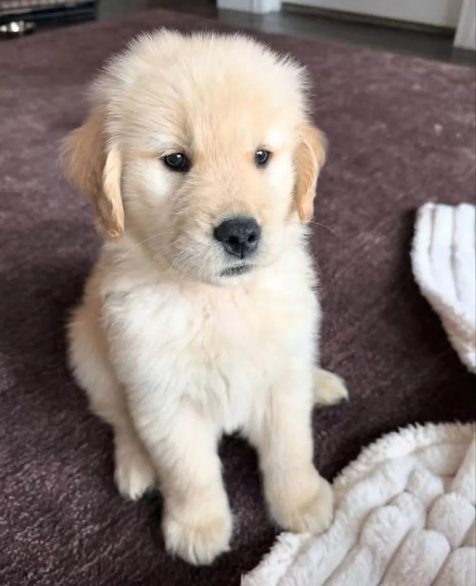 金毛寻回犬幼犬待领养