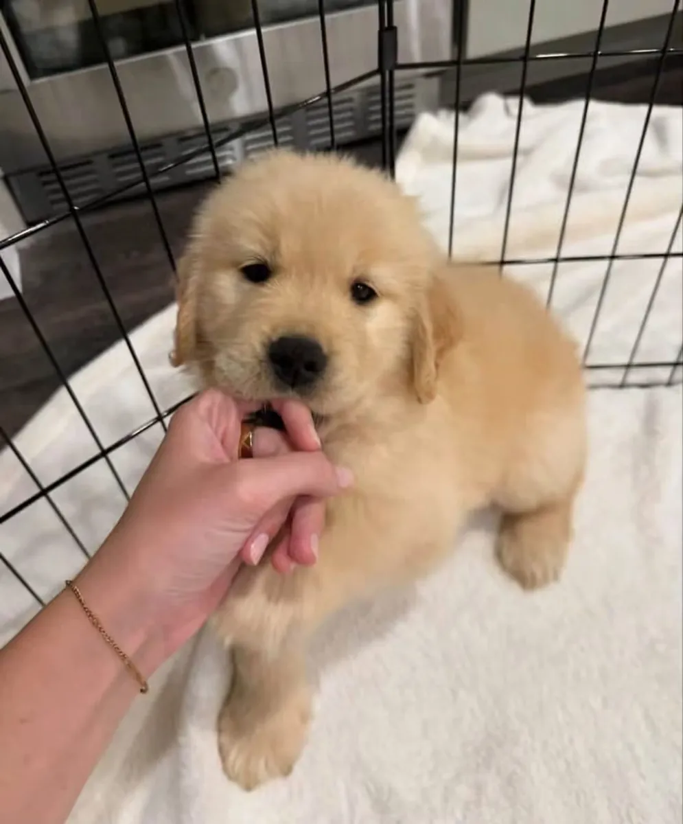 金毛寻回犬幼犬待领养