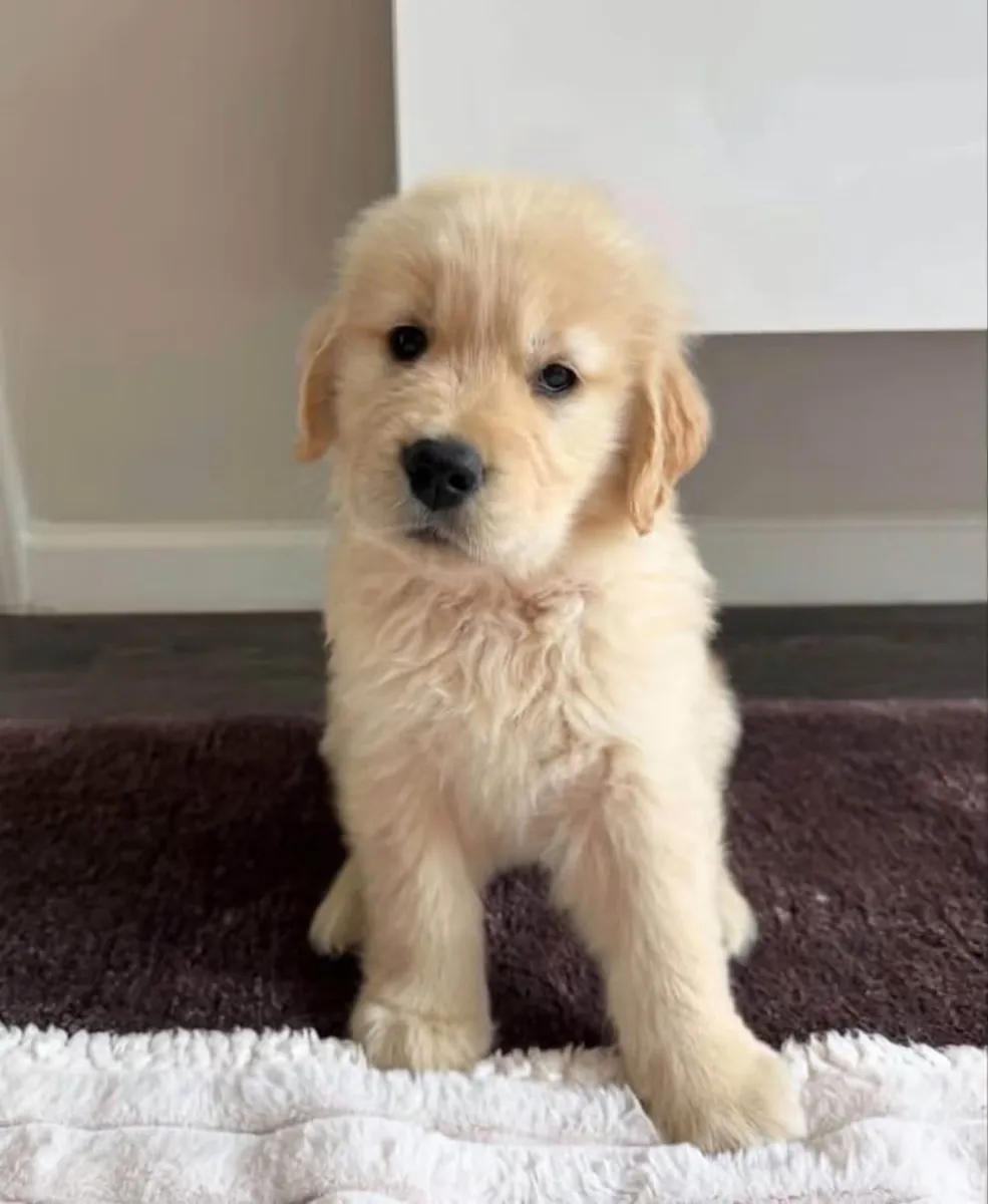 金毛寻回犬幼犬待领养
