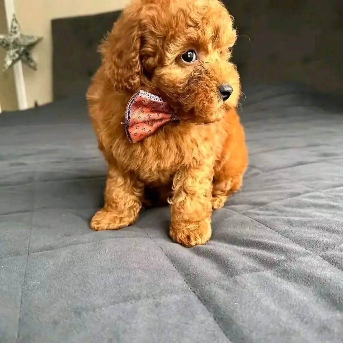 Poodle puppy 