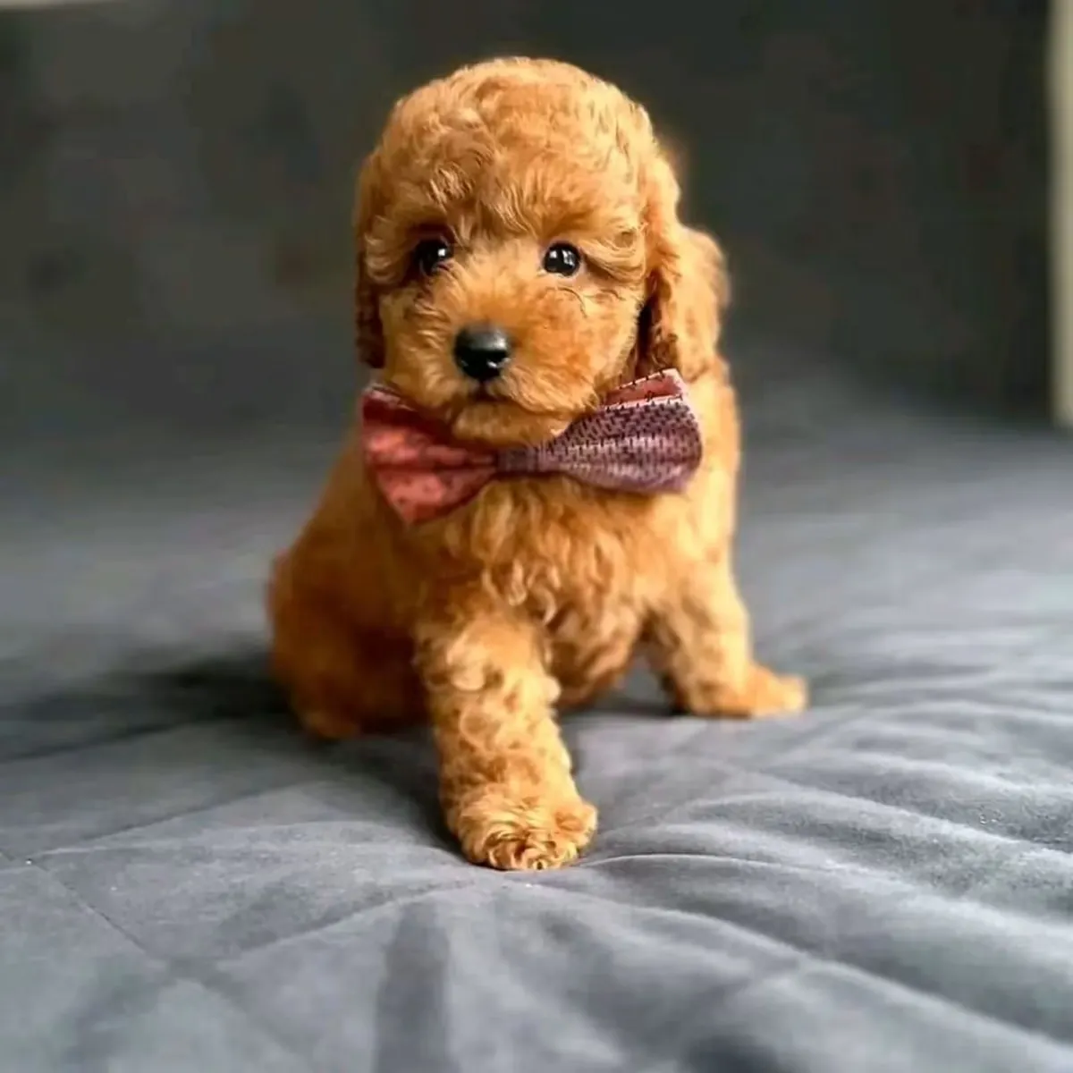 贵宾犬幼犬待领养