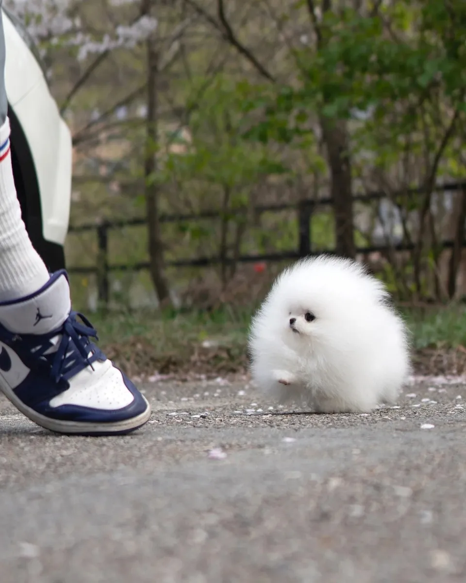 博美犬