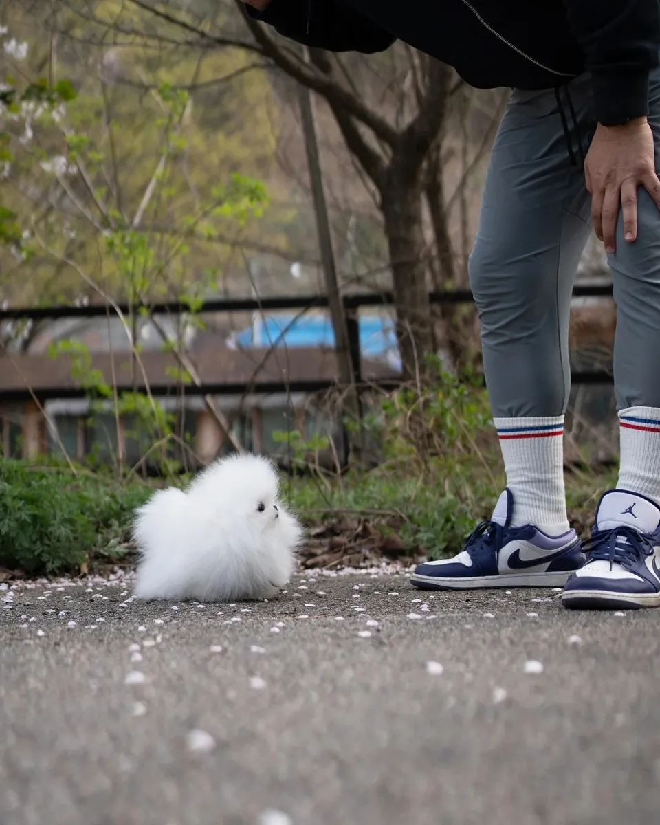 博美犬