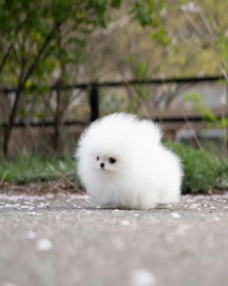 博美犬