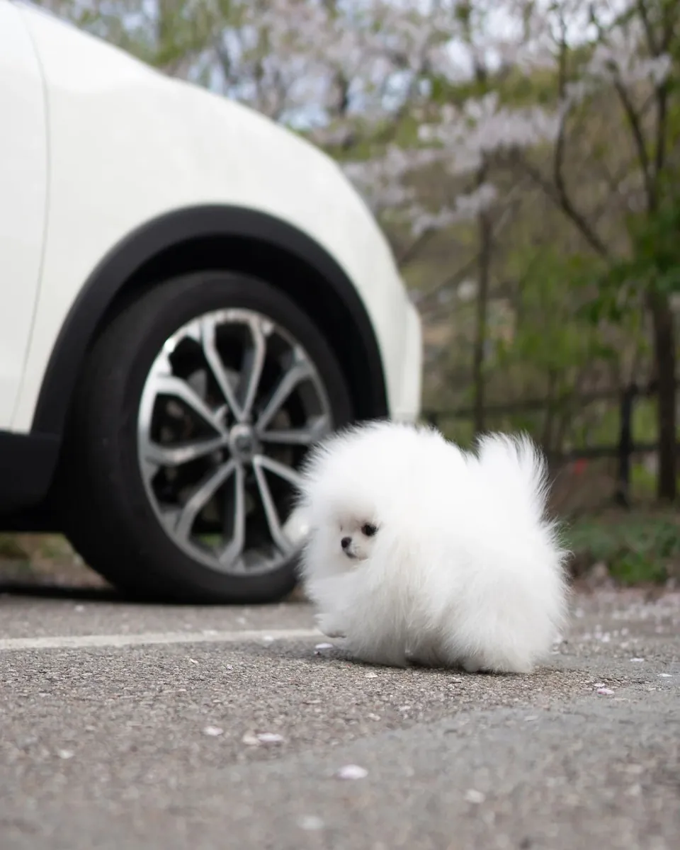博美犬