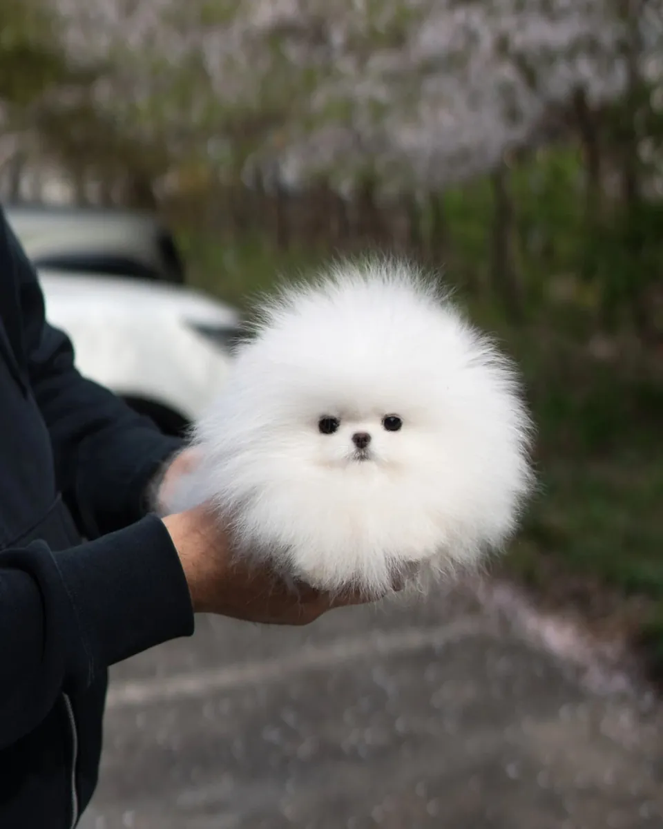 博美犬