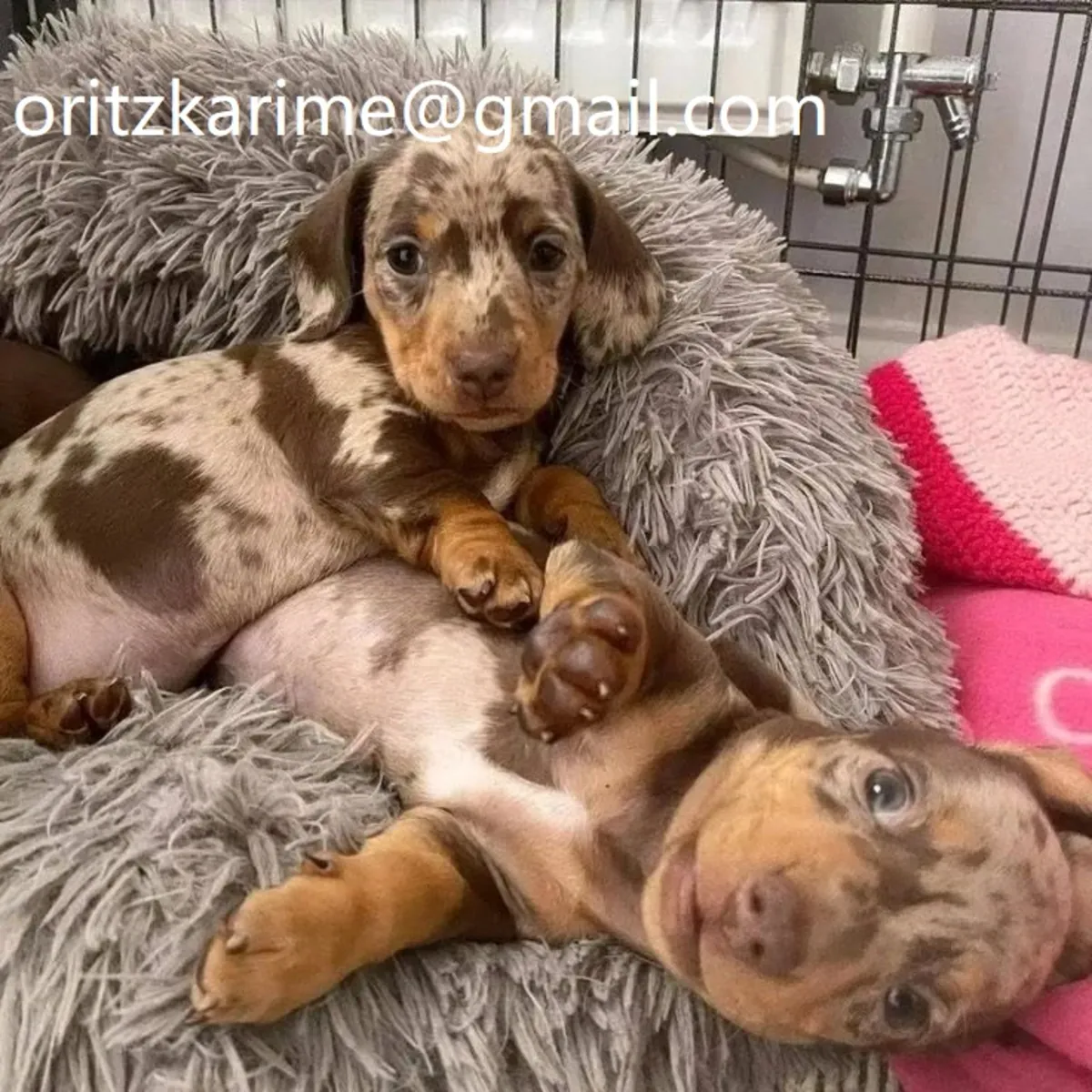 短腿腊肠犬幼犬准备接受爱
