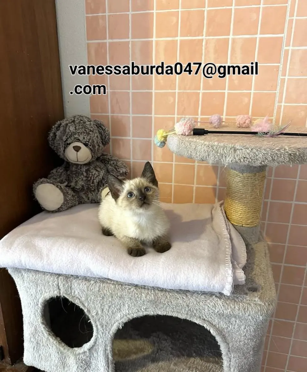免费猫咪急需好人家！！（请通过照片上的电子邮件与我联系）