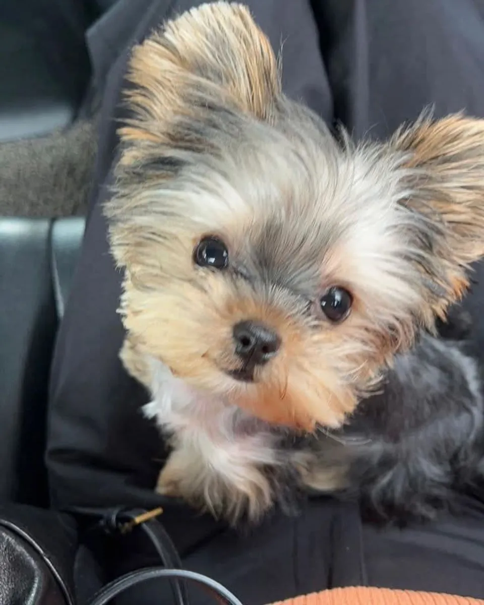 Adorable Yorkie Puppies 🐾 you can chat me on Whatsapp below 👇👇