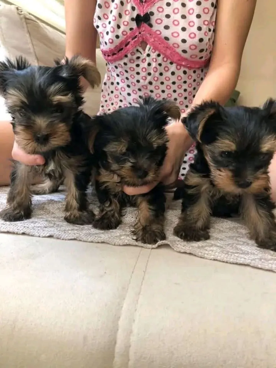 Dulces cachorros Yorkie disponibles, proporciona tu Whatsapp o mándame un mensaje por Whatsapp