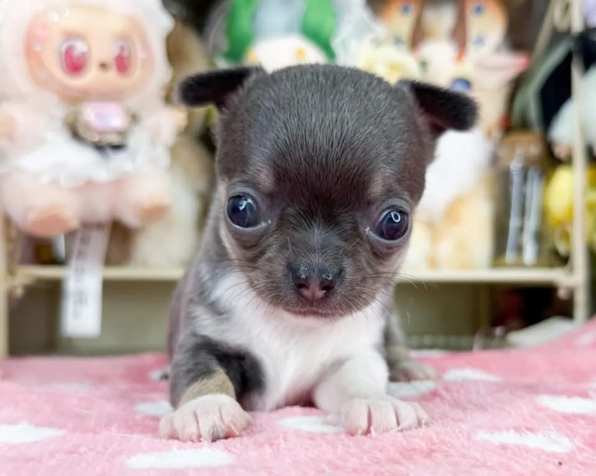 Petits Pattes, chiots chihuahua numéro WhatsApp ci-dessous