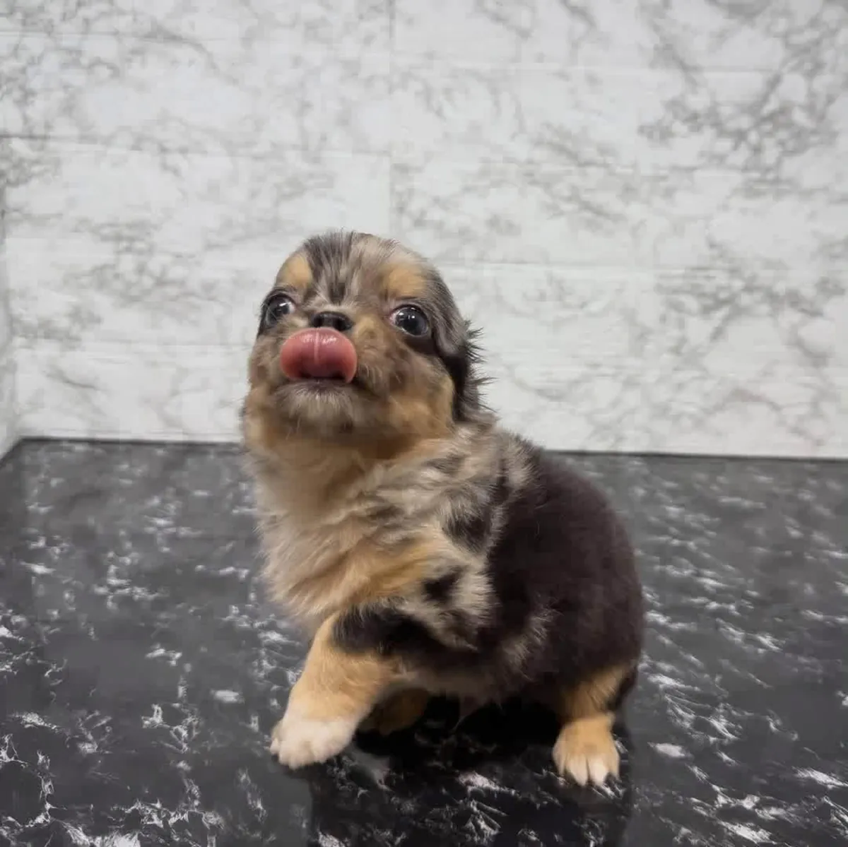 认识我们的小吉娃娃 🐾