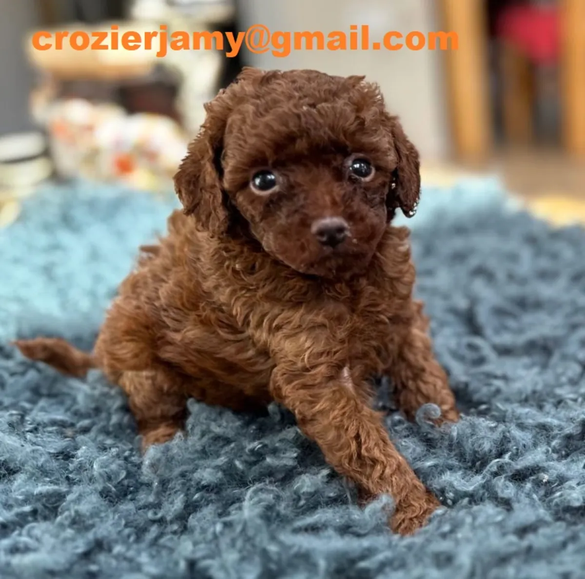Toy Poodle Yavruları