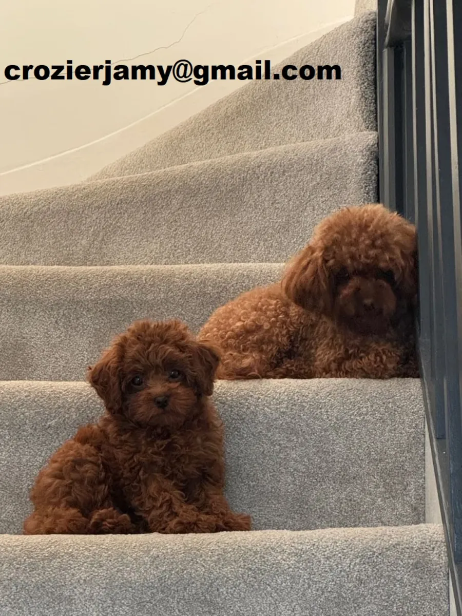 Toy Poodle Yavruları