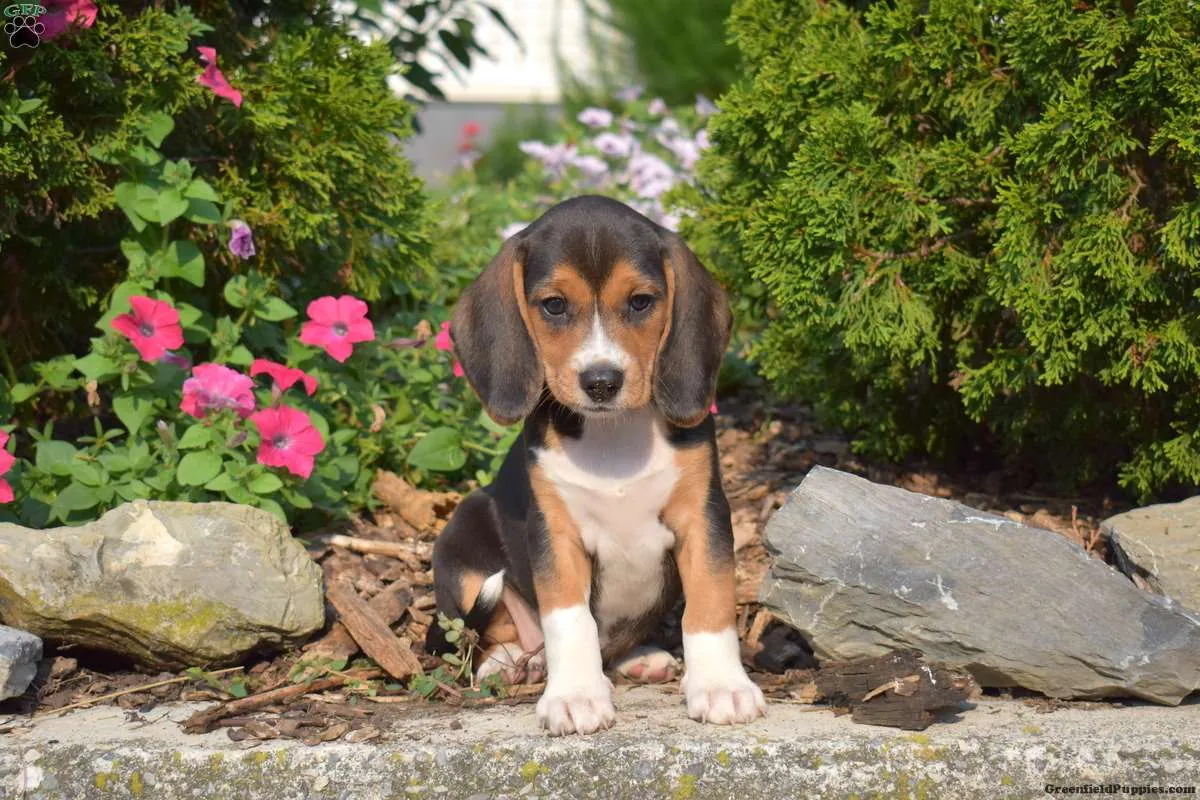 Precioso cachorro Beagle listo