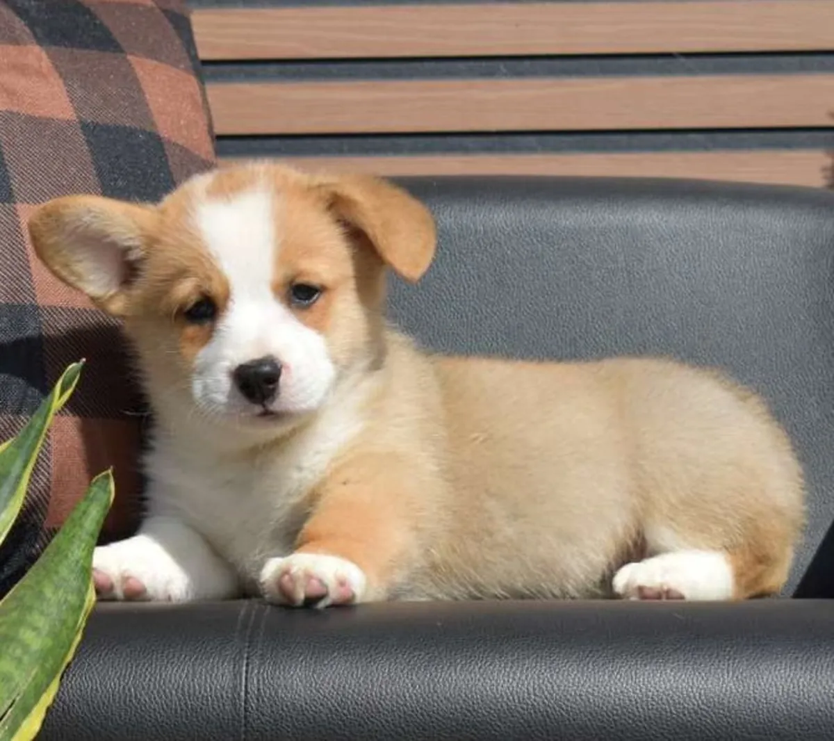Erkek Pembroke Welsh Corgi Yavrusu