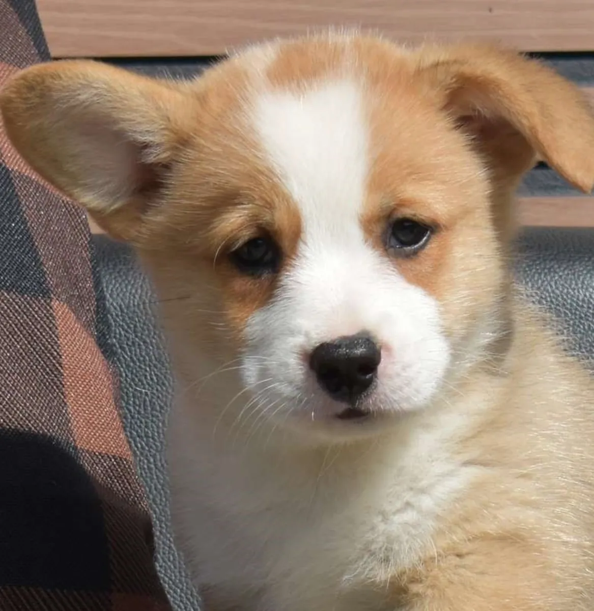Erkek Pembroke Welsh Corgi Yavrusu