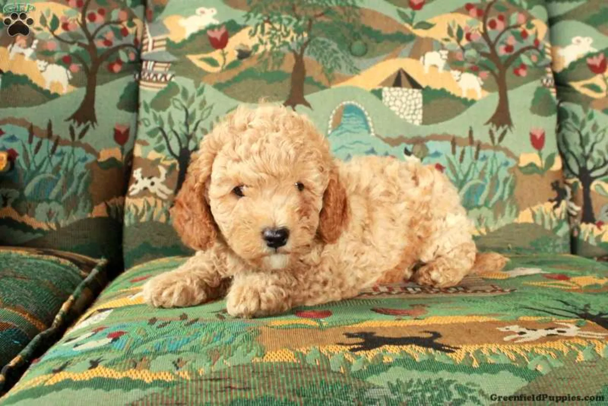 Cavapoo Yavrusu