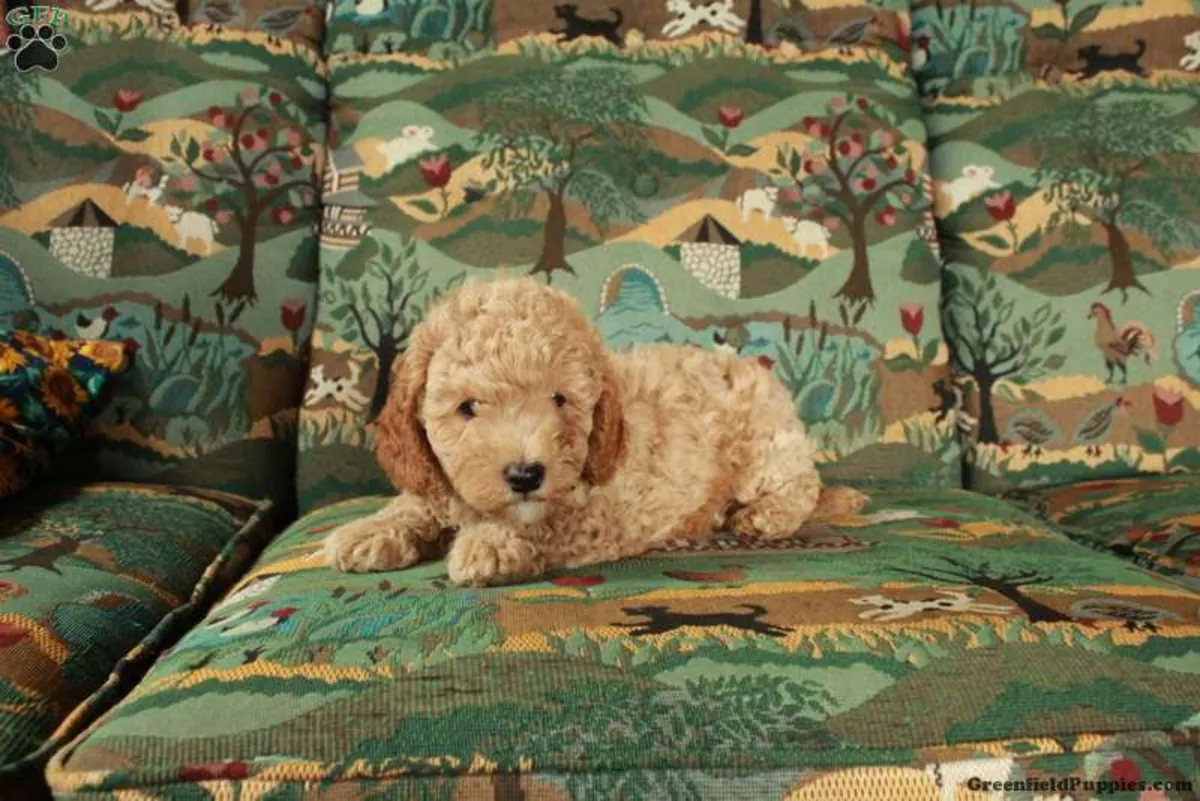 Cavapoo Yavrusu