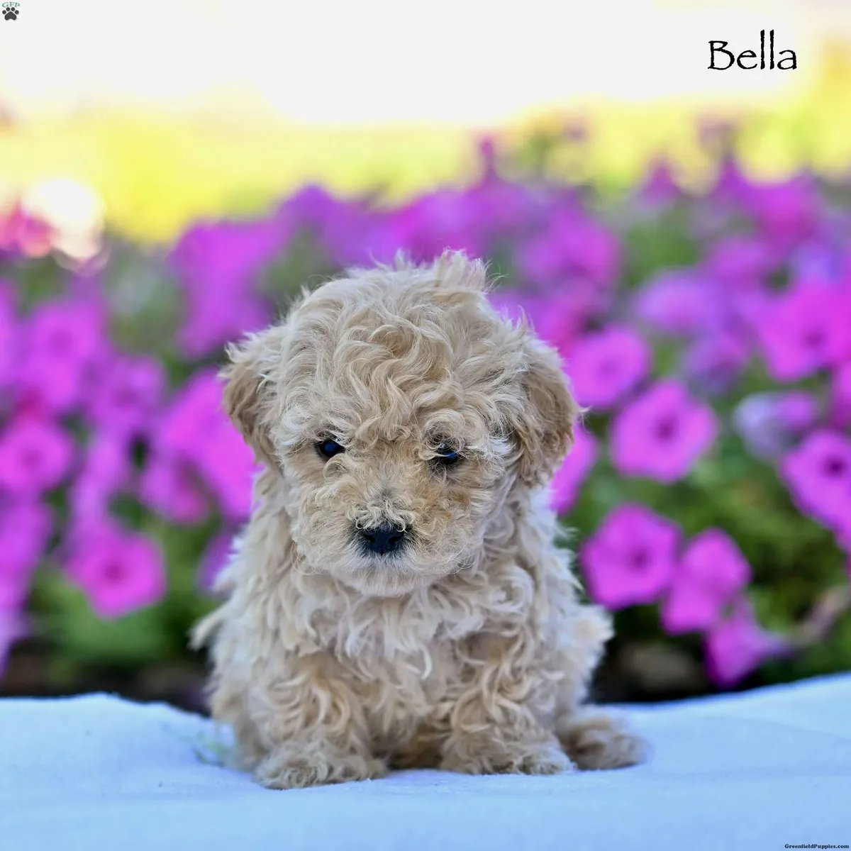 马尔提普犬幼犬