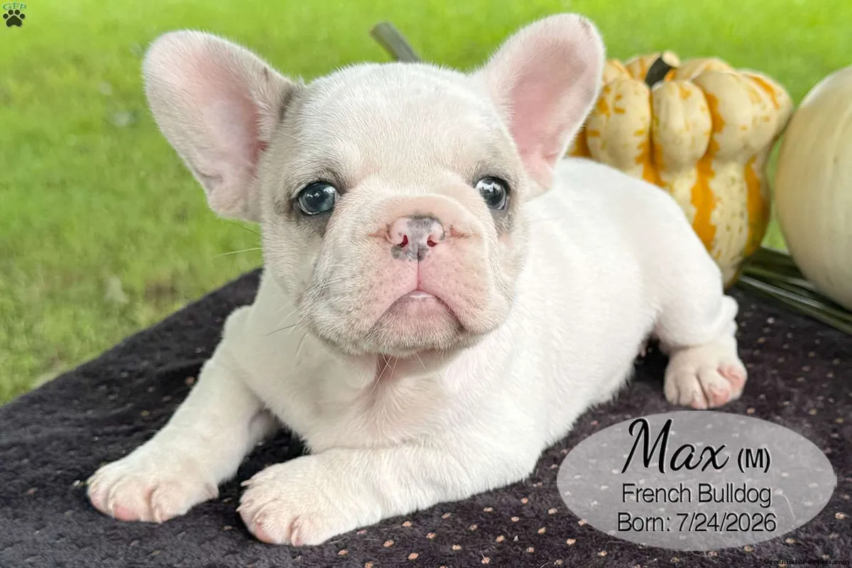 Cachorro Bulldog Francés