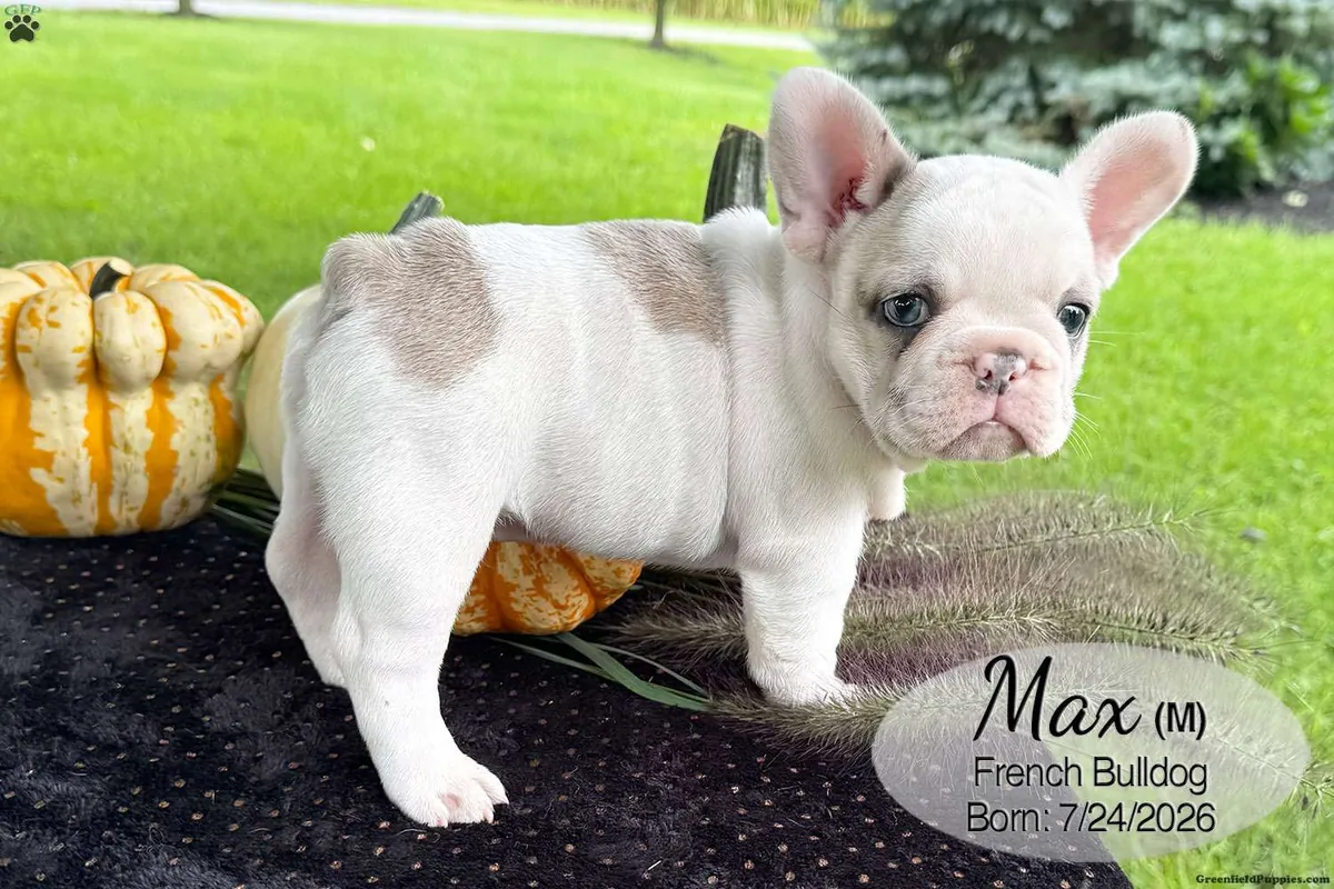 Cachorro Bulldog Francés