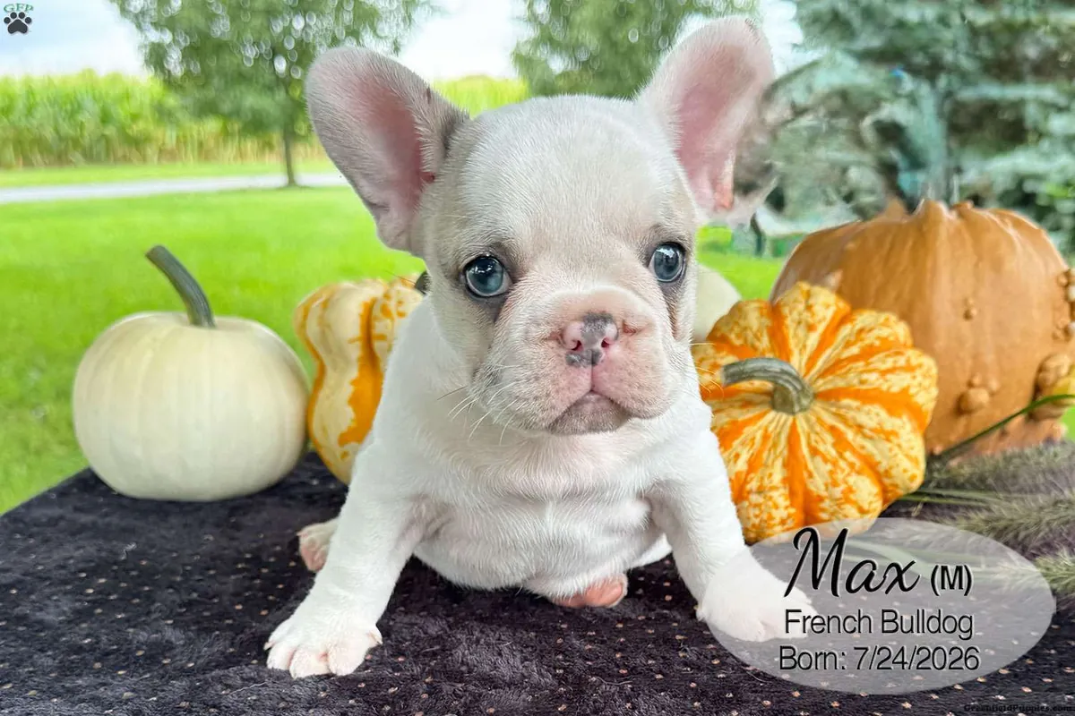 Cachorro Bulldog Francés