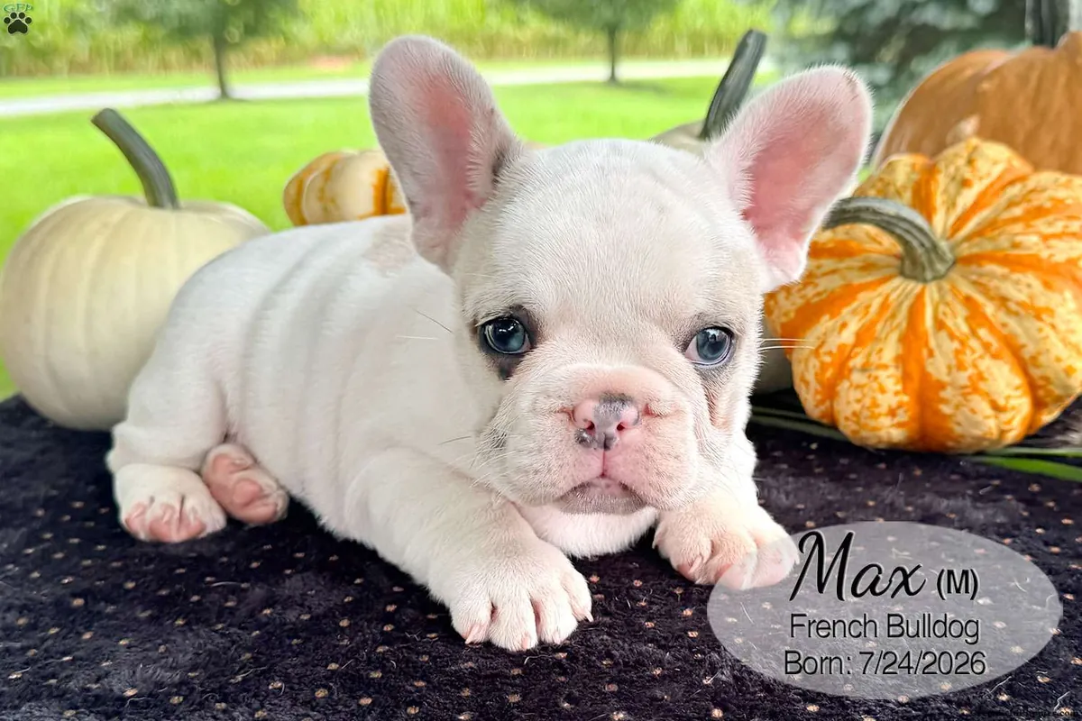 Cachorro Bulldog Francés