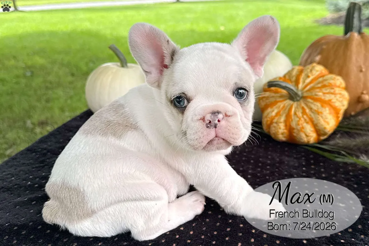 Cachorro Bulldog Francés