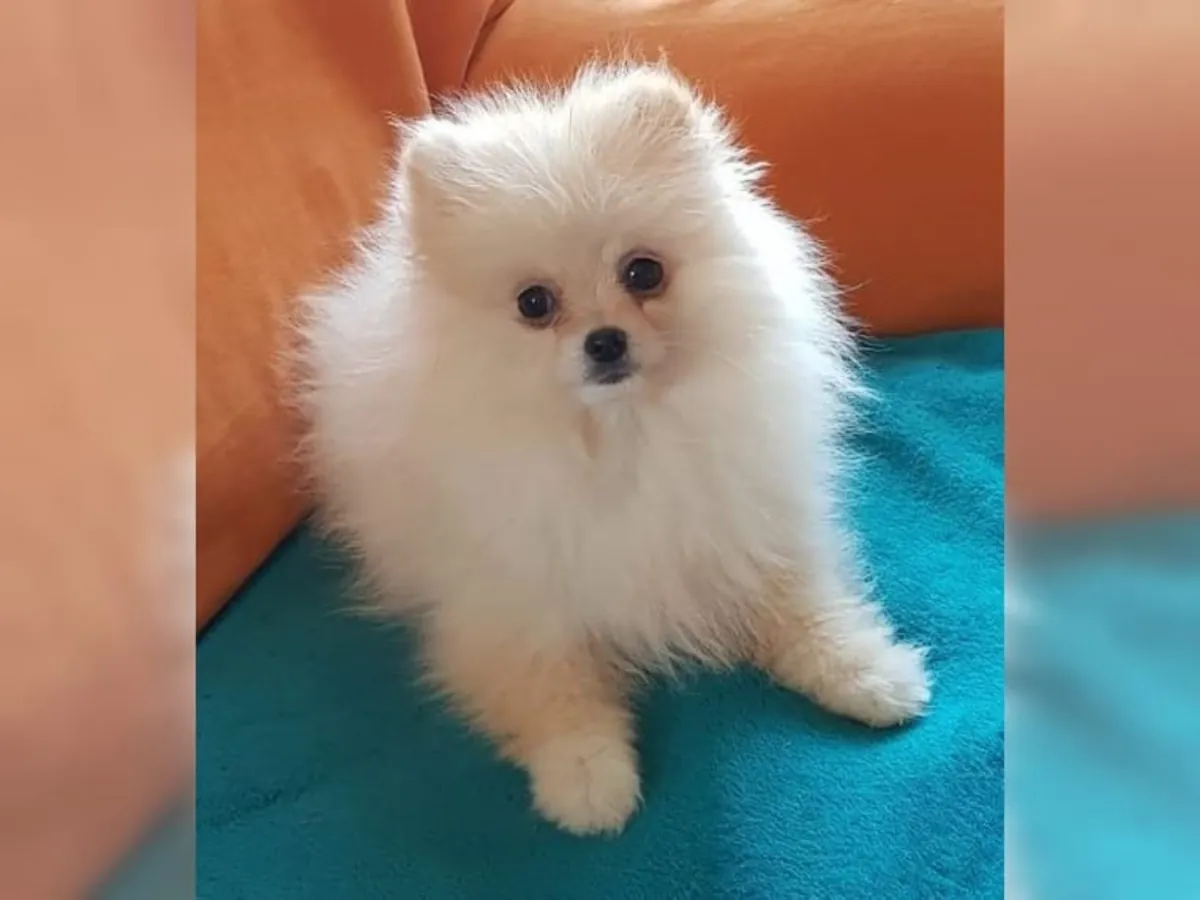 Üstün Kalitede Erkek ve Dişi Pomeranian Yavruları