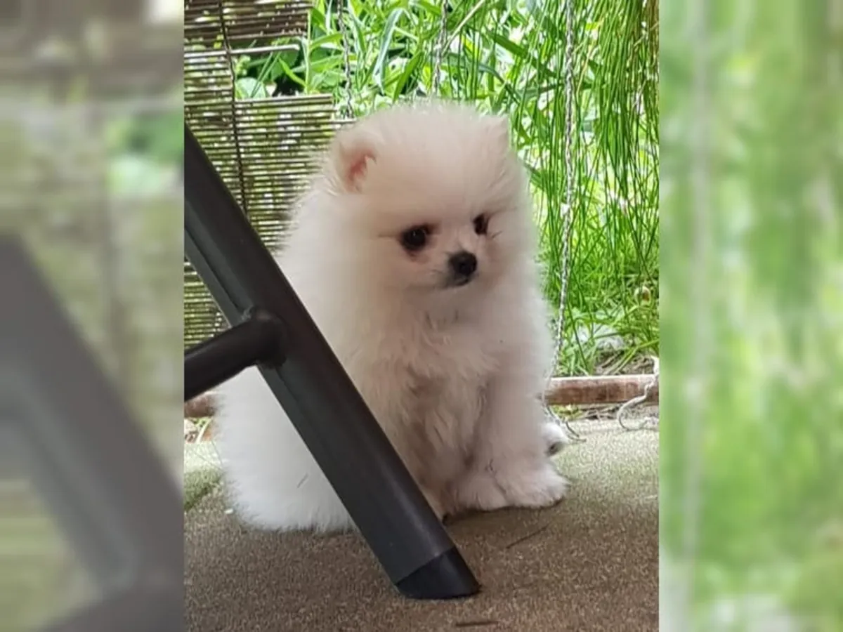 优质母博美犬幼崽