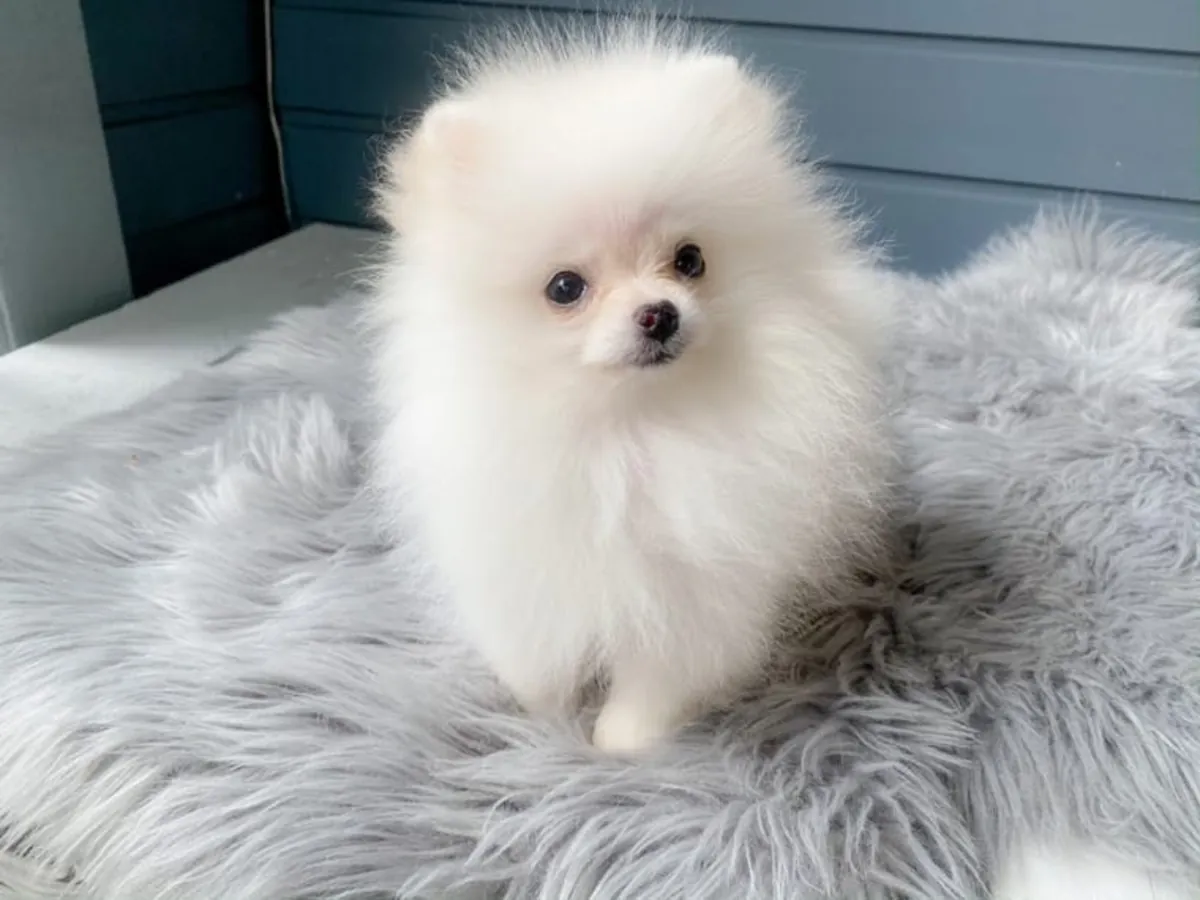 Mikroçipli mükemmel Pomeranian yavruları