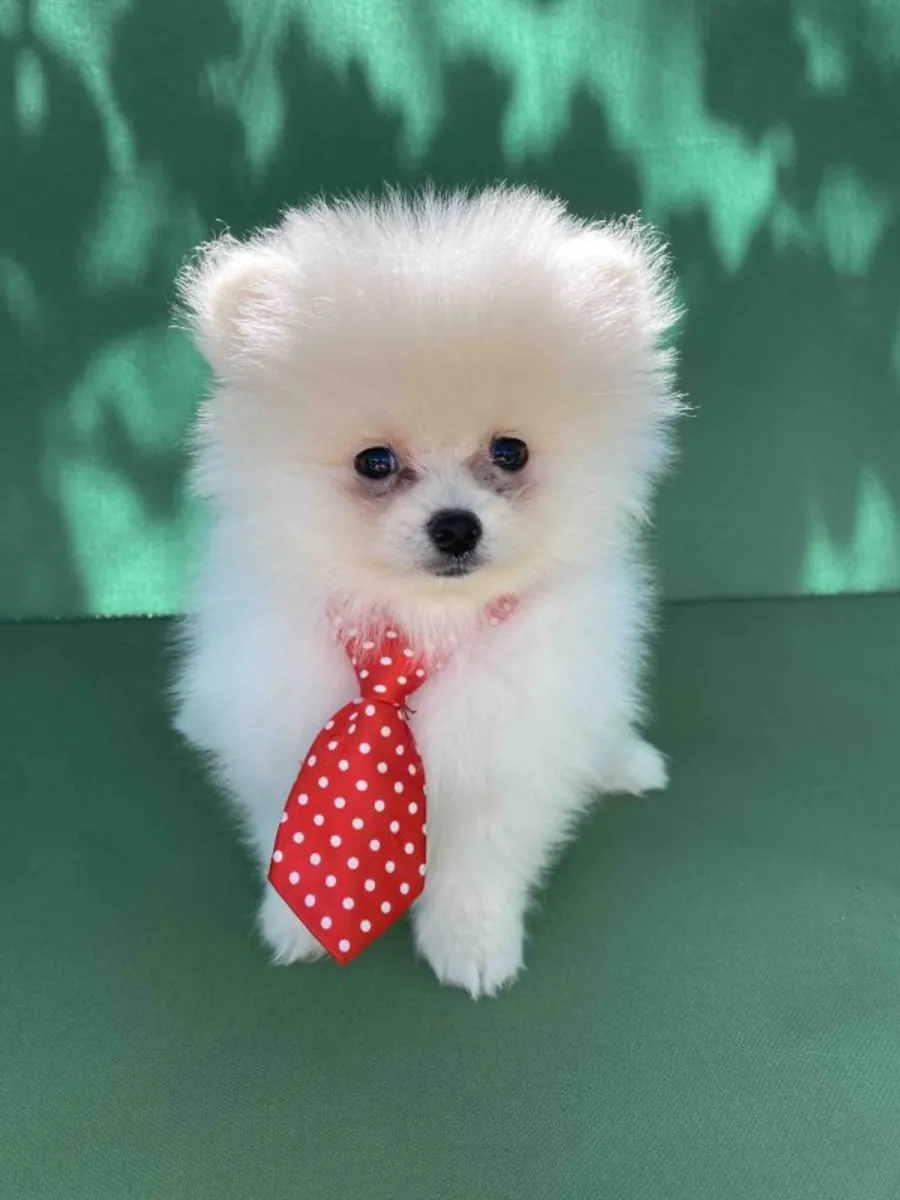 精心照料的博美犬幼崽