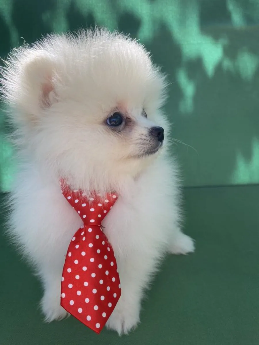 精心照料的博美犬幼崽