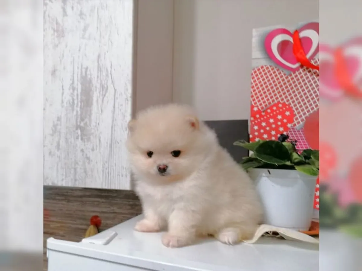温顺可爱的博美犬幼崽