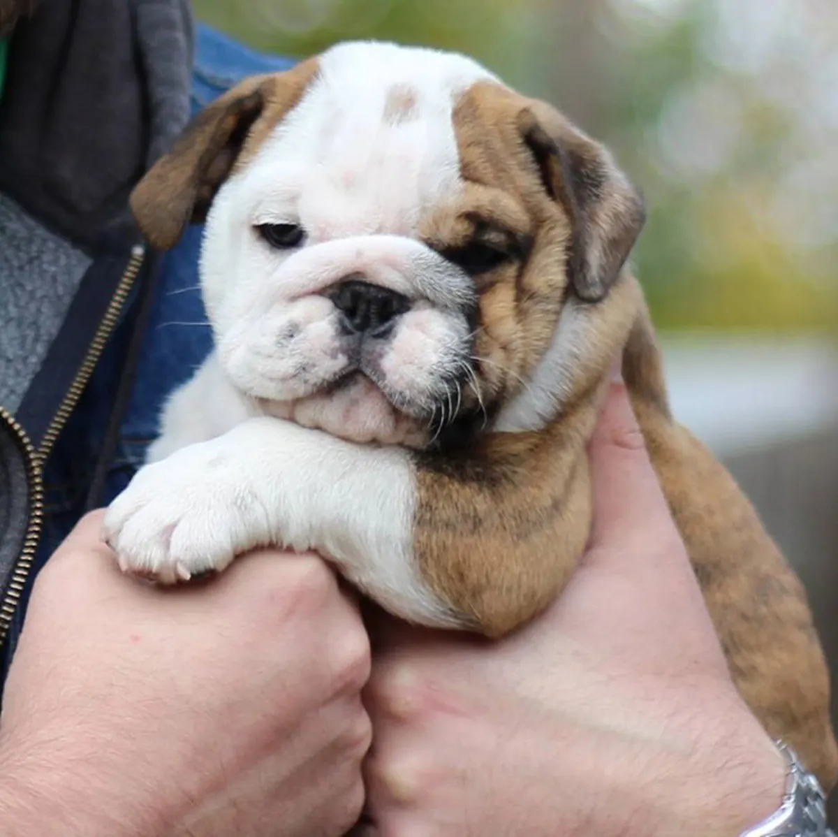 Dişi ve erkek İngiliz bulldog yavruları