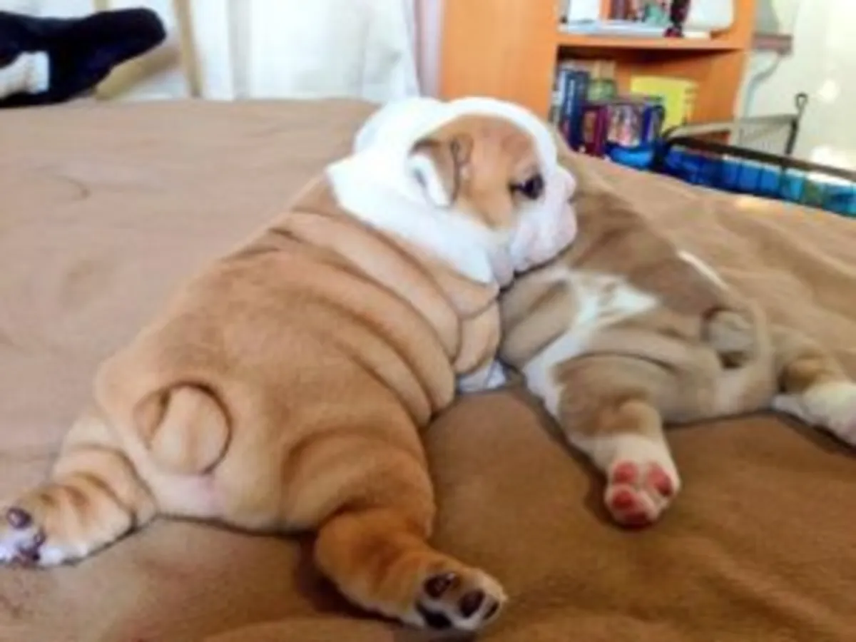 Dişi ve erkek İngiliz bulldog yavruları