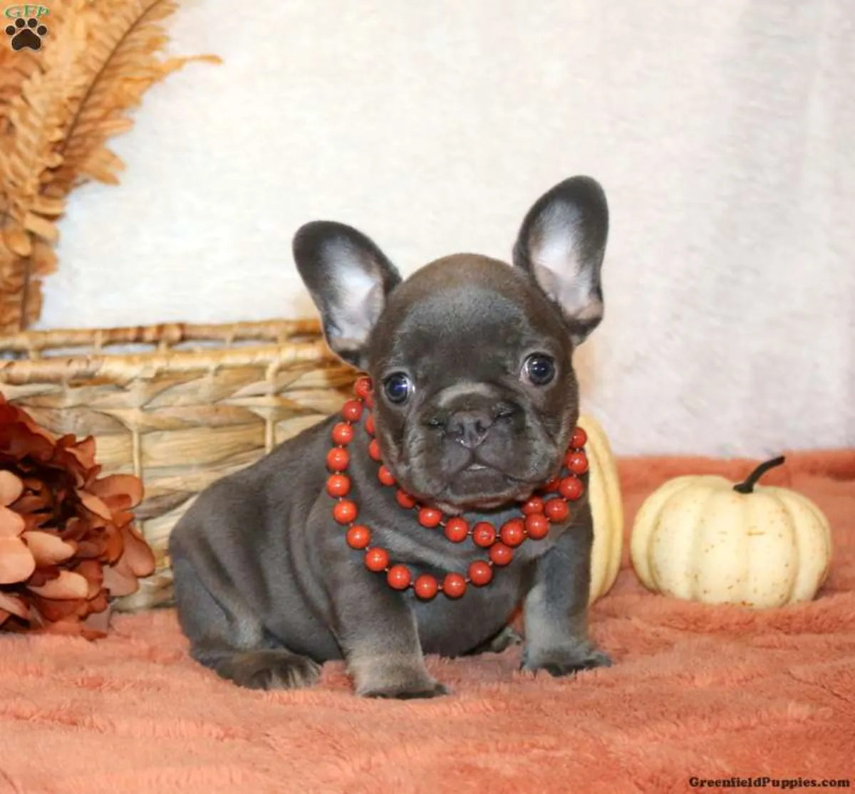 Cachorro Bulldog Francés