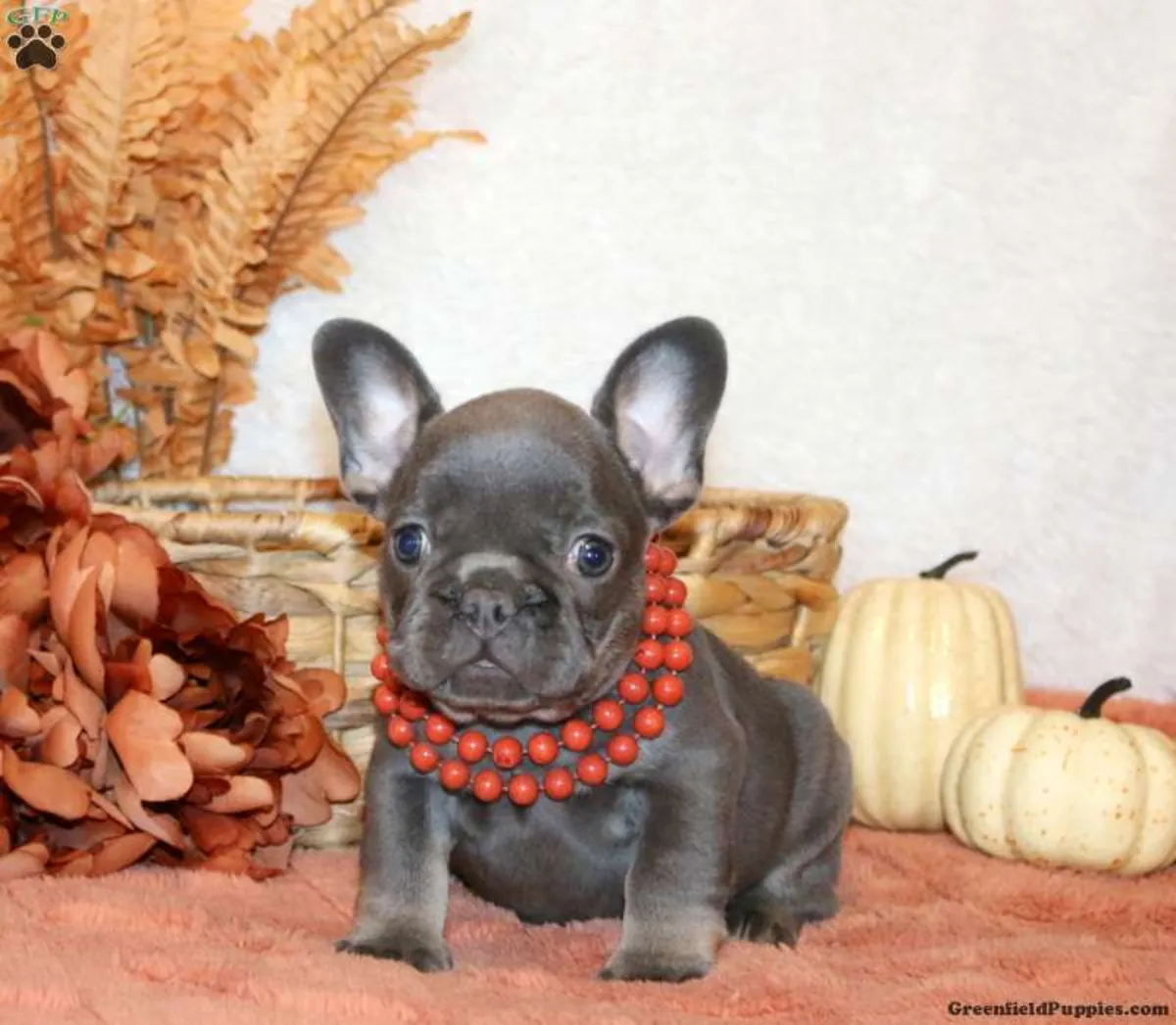 Cachorro Bulldog Francés