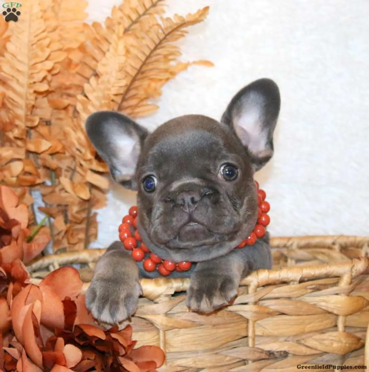Cachorro Bulldog Francés