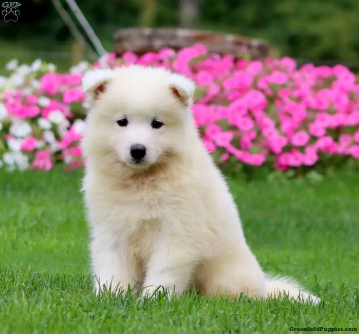 Samoyed Yavru