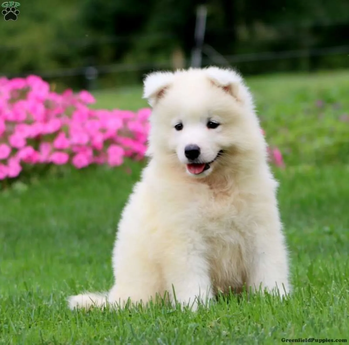 Samoyed Yavru