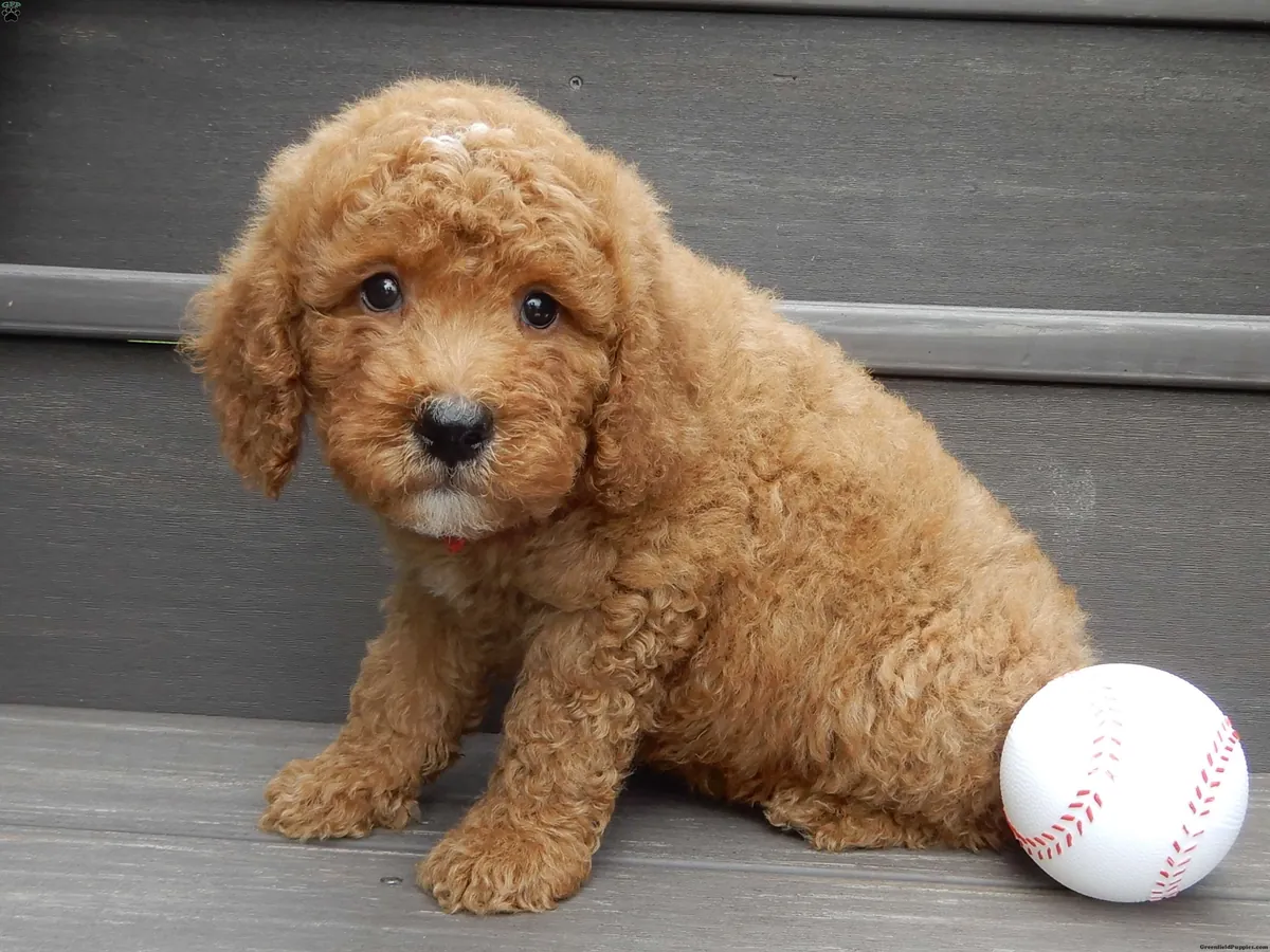 Mini Cachorro Goldendoodle