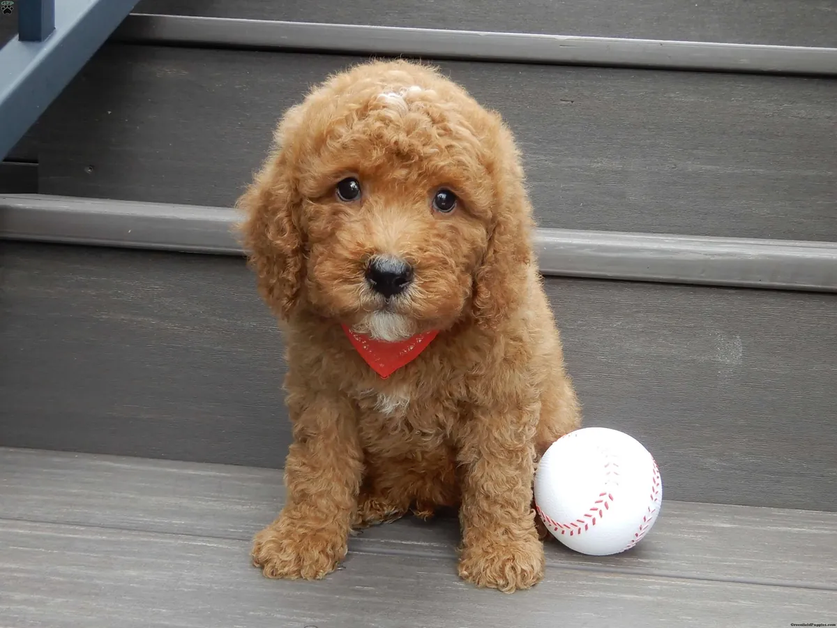 Mini Cachorro Goldendoodle