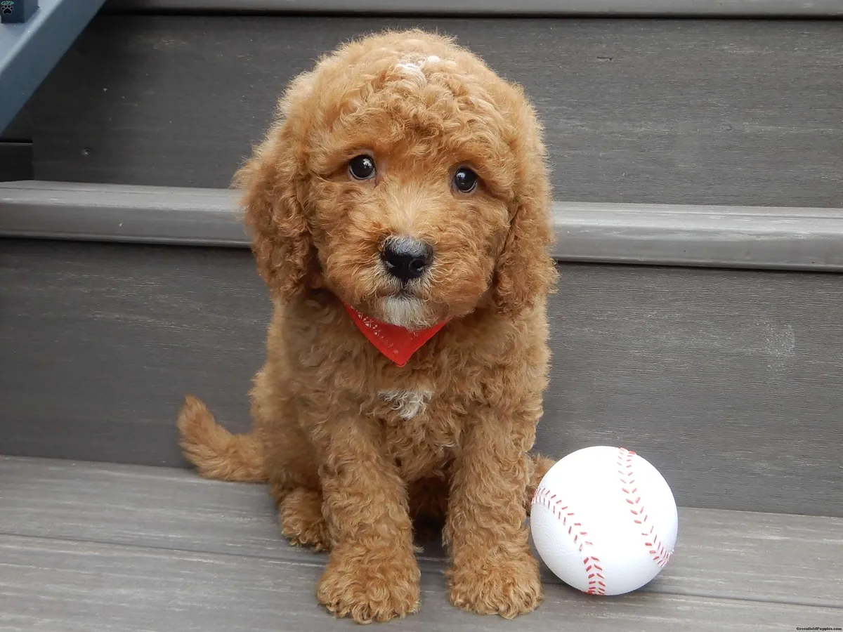 Mini Cachorro Goldendoodle