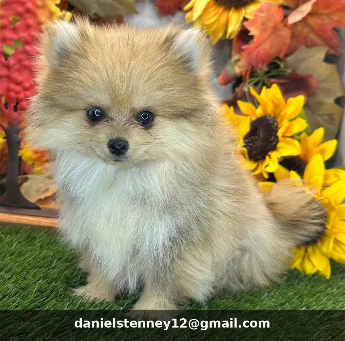 Pomeranian Yavruları Mevcut