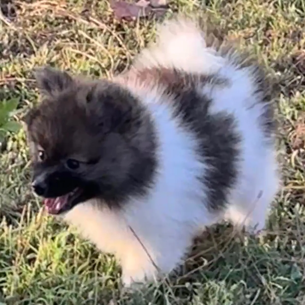 博美犬幼犬可供出售